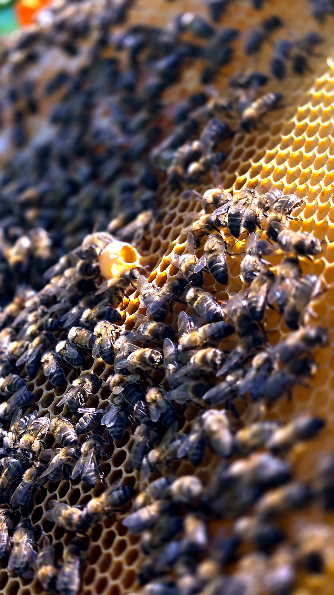 A close-up of honeybees working on golden honeycomb, frame held vertically with a queen cell visible