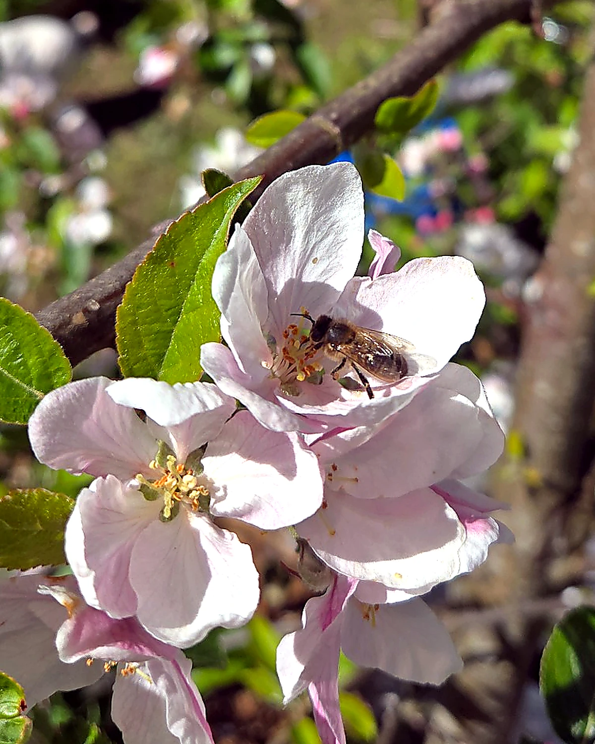 A honeybee on a pink apple blossom in spring, Northern Ireland